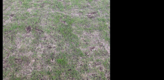 Tak wyglądało BOISKO po meczu Radomiak - Legia xD